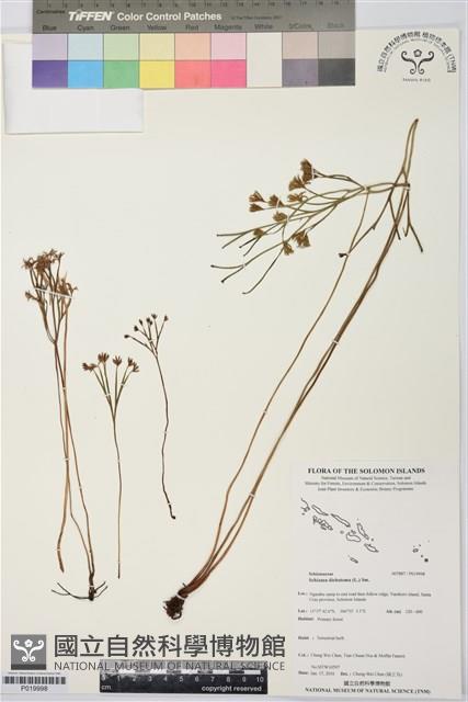 分枝莎草蕨藏品圖，第1張