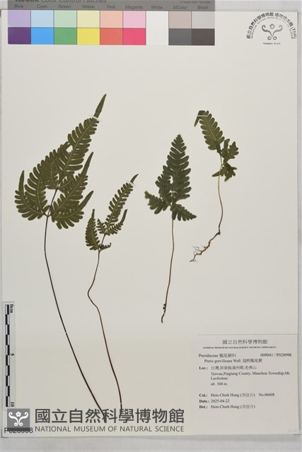 翅柄鳳尾蕨藏品圖，第1張