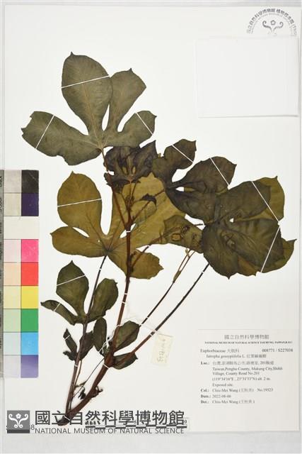 紅葉麻瘋樹藏品圖，第1張