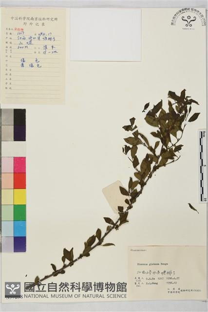 圓葉鼠李藏品圖，第1張