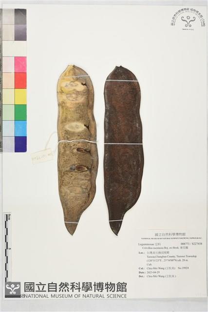 垂花楹藏品圖，第1張