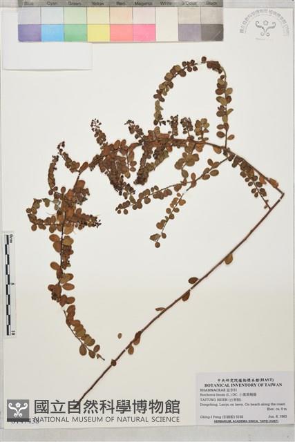 小葉黃鱔藤藏品圖，第1張