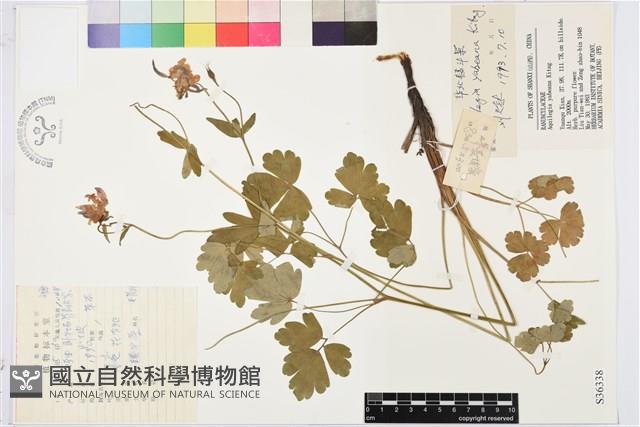 華北耬斗菜藏品圖，第1張