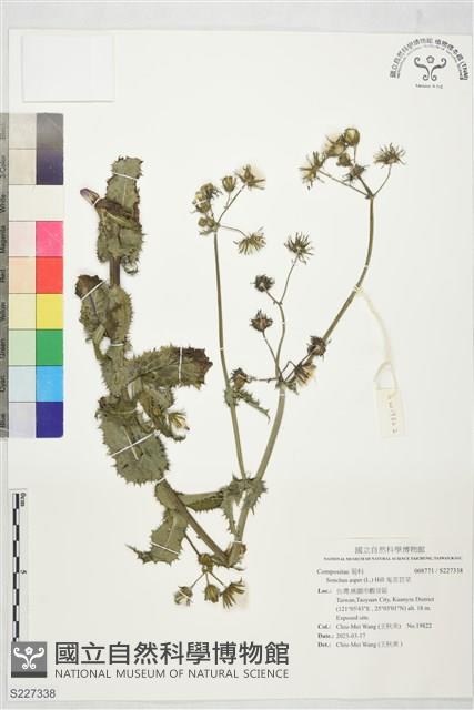 鬼苦苣菜藏品圖，第1張