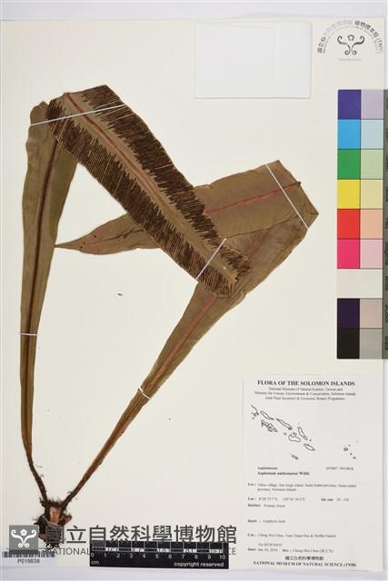 登錄號:P019838藏品圖，第1張