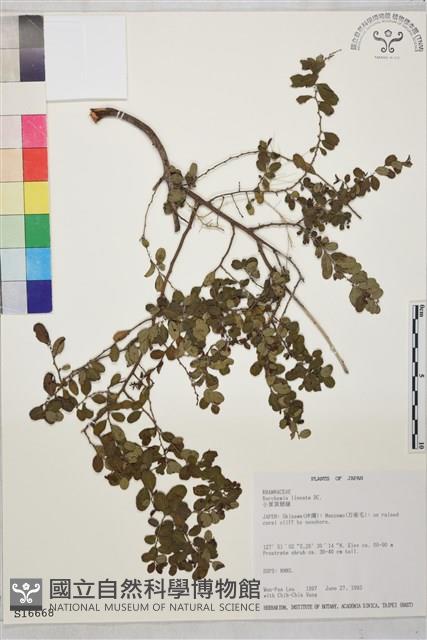 小葉黃鱔藤藏品圖，第2張