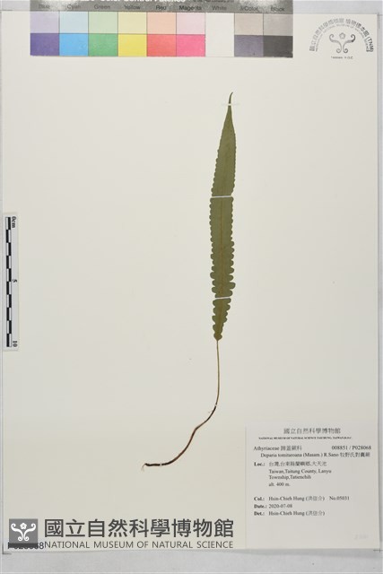 牧野氏對囊蕨藏品圖，第1張