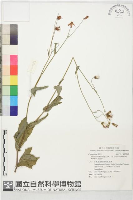 紫背草藏品圖，第1張