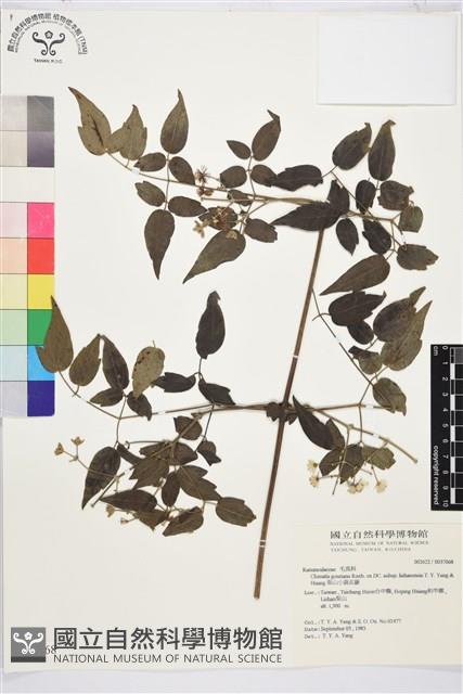 梨山小蓑衣藤藏品圖，第2張