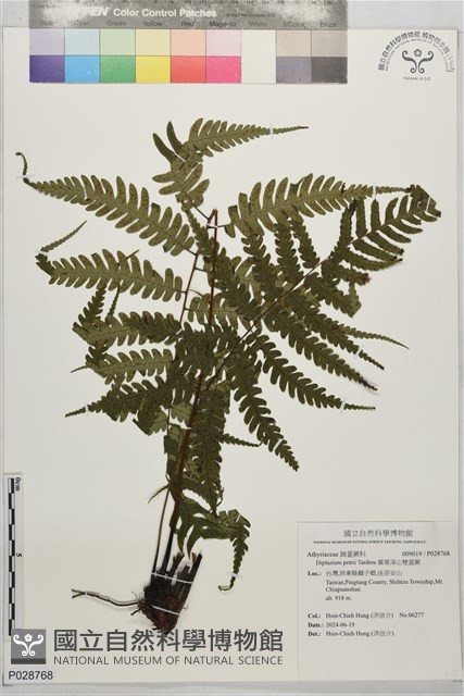 廣葉深山雙蓋蕨藏品圖，第1張
