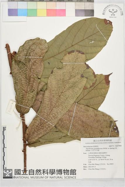 大花可可樹藏品圖，第1張