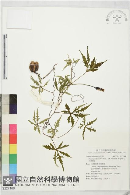 七爪菜欒藤藏品圖，第1張