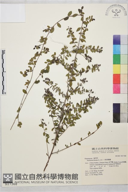 小葉黃鱔藤藏品圖，第2張
