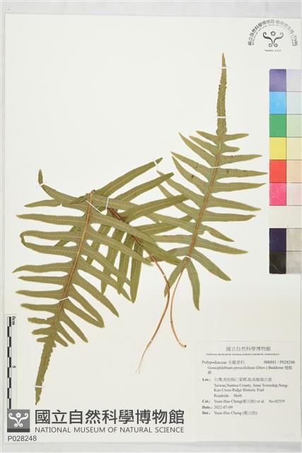 棱脈蕨藏品圖，第1張