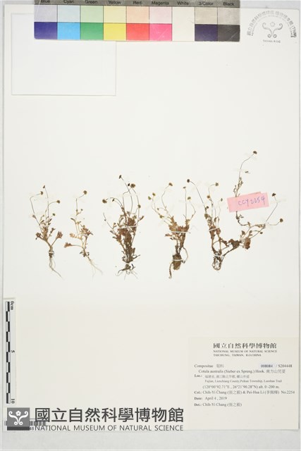 南方山芫荽藏品圖，第1張