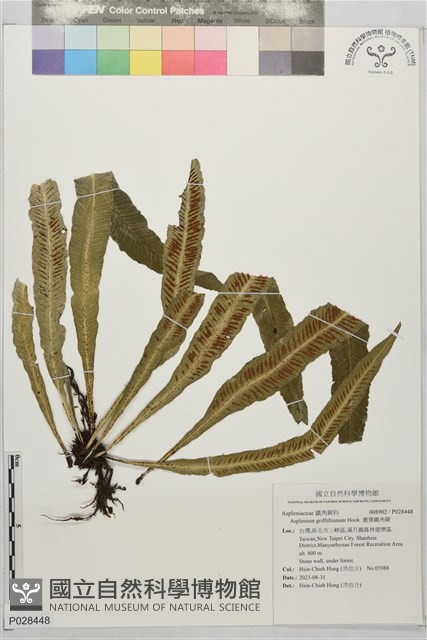 叢葉鐵角蕨藏品圖，第1張