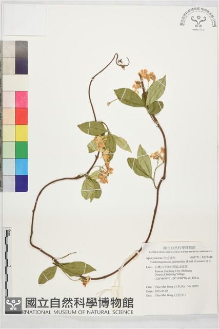 絡石藏品圖，第1張