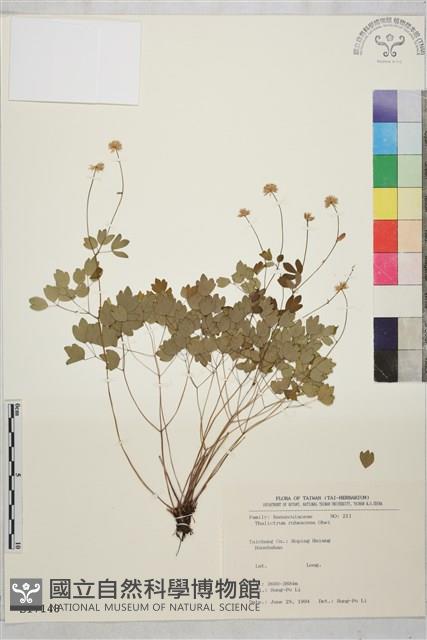 南湖唐松草藏品圖，第1張