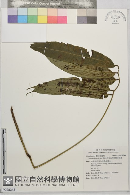 伊藤氏原始觀音座蓮藏品圖，第1張