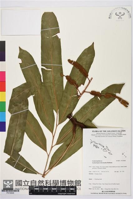 登錄號:P019848藏品圖，第1張