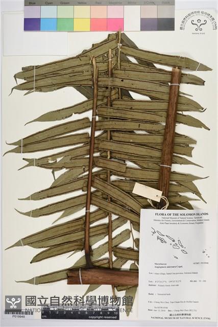 登錄號:P019948藏品圖，第1張