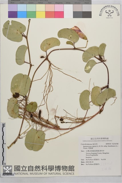 馬鞍藤藏品圖，第1張