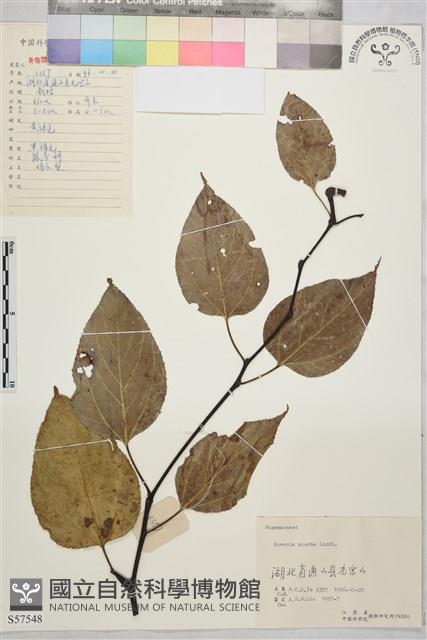 拐棗、枳椇藏品圖，第1張