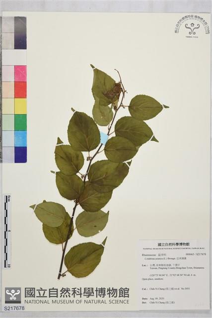 亞洲濱棗藏品圖，第1張