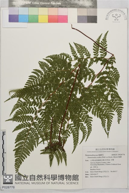 碗蕨藏品圖，第1張
