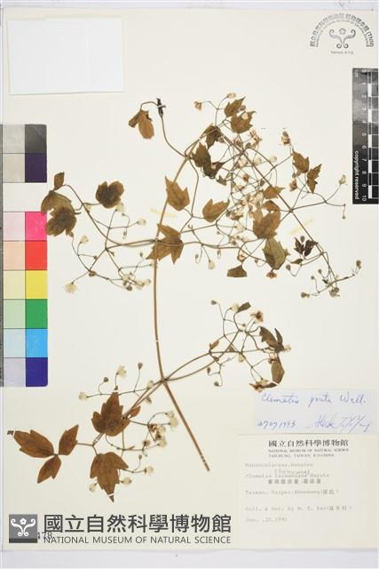 串鼻龍藏品圖，第2張