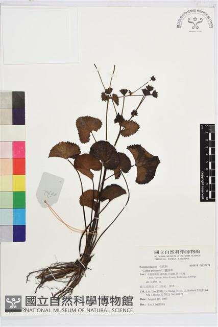 驢蹄草藏品圖，第1張