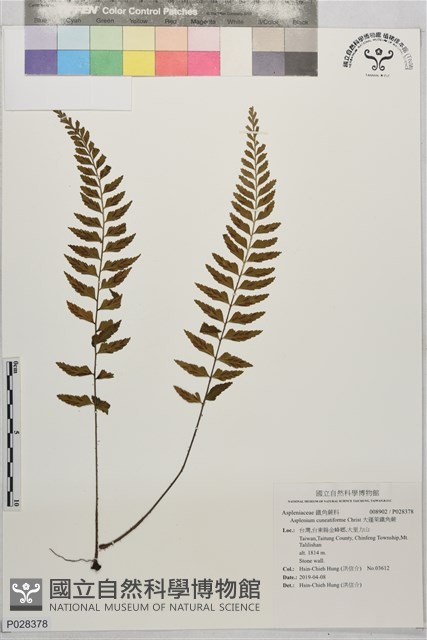 大蓬萊鐵角蕨藏品圖，第1張