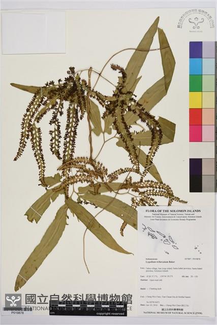 登錄號:P019878藏品圖，第1張