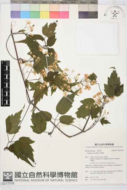 串鼻龍藏品圖，第1張