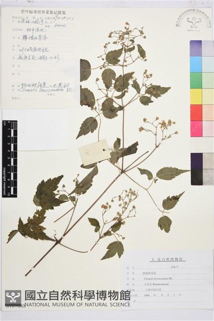 短尾鐵線蓮藏品圖，第1張