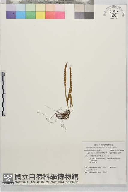 擬芨瓦葦藏品圖，第1張