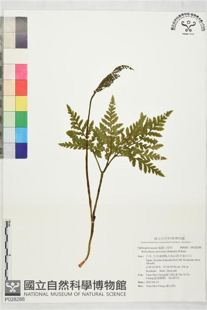 登錄號:P028288藏品圖，第1張