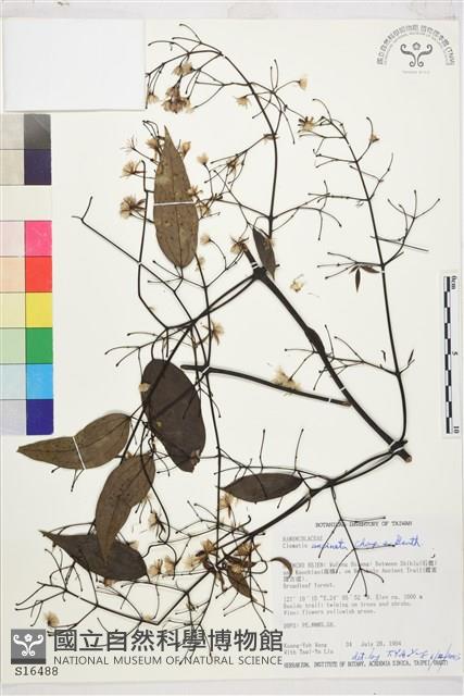 柱果鐵線蓮藏品圖，第2張