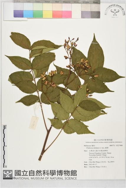 麻楝藏品圖，第1張