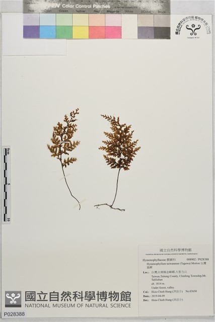 台灣蕗蕨藏品圖，第1張
