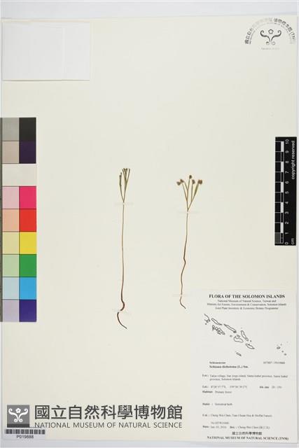 分枝莎草蕨藏品圖，第1張