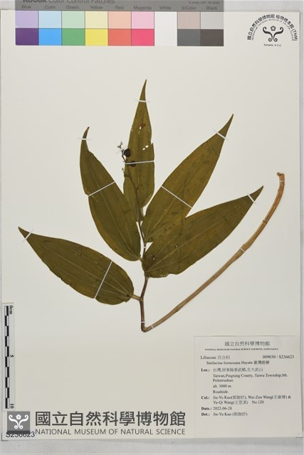 臺灣鹿藥藏品圖，第1張