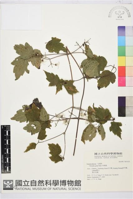 串鼻龍藏品圖，第2張