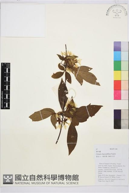 滑葉藤藏品圖，第1張