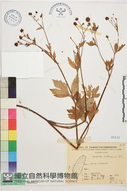 水辣菜、禺毛茛藏品圖，第1張