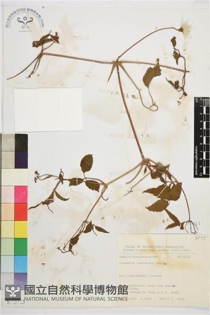 小木通藏品圖，第2張