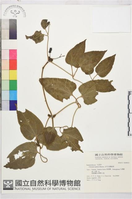 田代氏鐵線蓮藏品圖，第2張