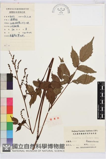 南川升麻藏品圖，第1張