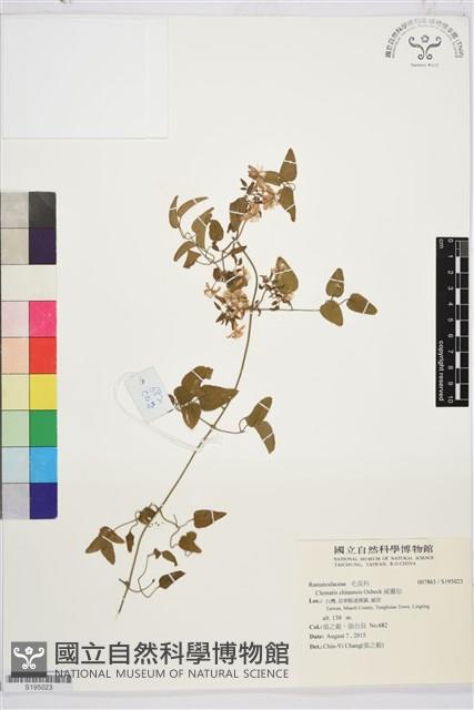 威靈仙藏品圖，第1張