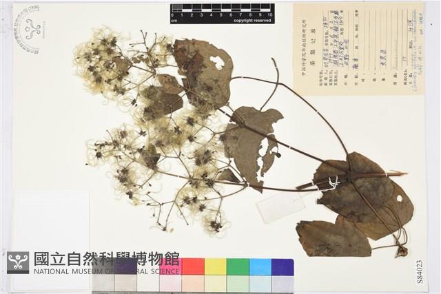 鈍齒鐵線蓮藏品圖，第1張